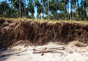 KB Shoring Pal Trees Along An Eroded Shoreline Retaining Wall Blog